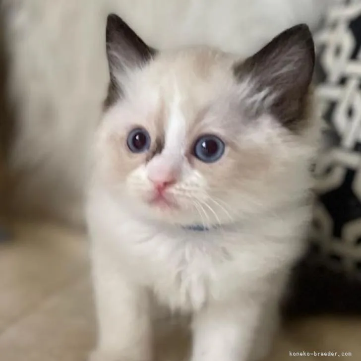 ID：2211-02217の子猫