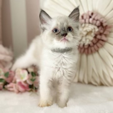 ラグドール【大阪府・男の子・2024年6月25日・ブルーポイント】の写真「下手なれ仰向けでお腹を触られるのが好き😊」