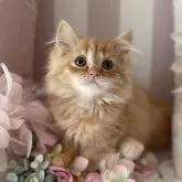 ミヌエット(長足)【大阪府・女の子・2024年6月4日・レッドタビー(中足)】の写真1