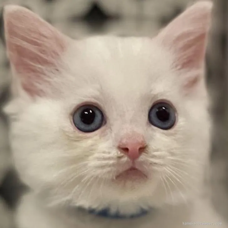 ID：2207-02859の子猫