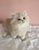 ミヌエット(長足)【大阪府・女の子・2022年11月7日・クリーム(ロング)】の写真5