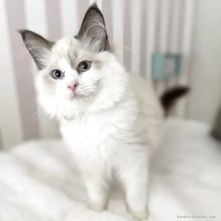 ID：2502-02362の子猫