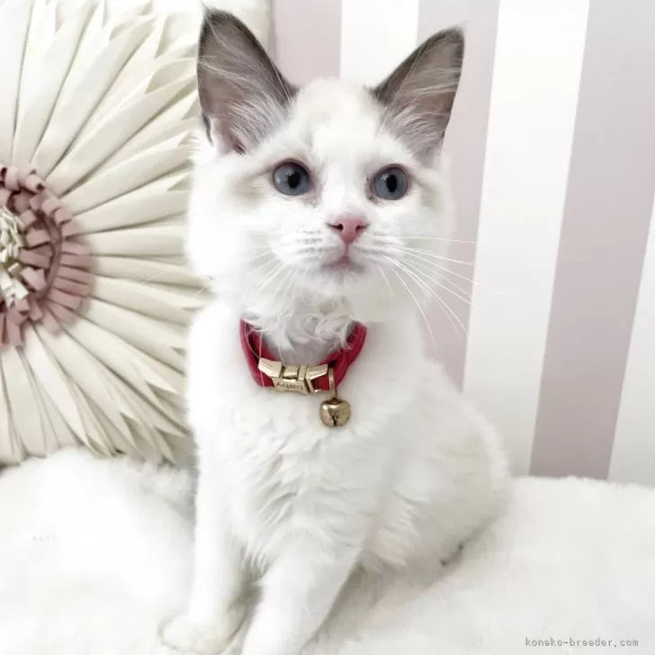 ID：2502-01766の子猫