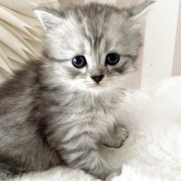 サイベリアン【大阪府・男の子・2025年5月9日・シルバータビー】の写真「積極的で、賢いbabyちゃんです😊」
