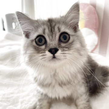 サイベリアン【大阪府・男の子・2025年5月9日・シルバータビー】の写真「積極的で、賢いbabyちゃんです😊」