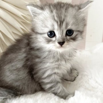 サイベリアン【大阪府・男の子・2025年5月9日・シルバータビー】の写真「積極的で、賢いbabyちゃんです😊」