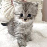 サイベリアン