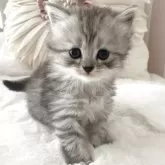 サイベリアン