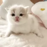 ブリティッシュショートヘア