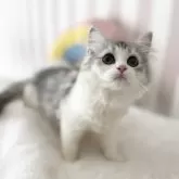 サイベリアン【大阪府・女の子・2025年5月9日・シルバータビーホワイト】の写真3