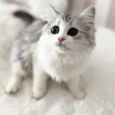 サイベリアン【大阪府・女の子・2025年5月9日・シルバータビーホワイト】の写真4