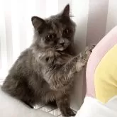 ブリティッシュショートヘア【大阪府・女の子・2025年1月22日・ブルークリーム(ロング)】の写真5