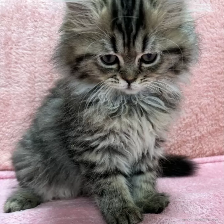 ID：2407-01568の子猫