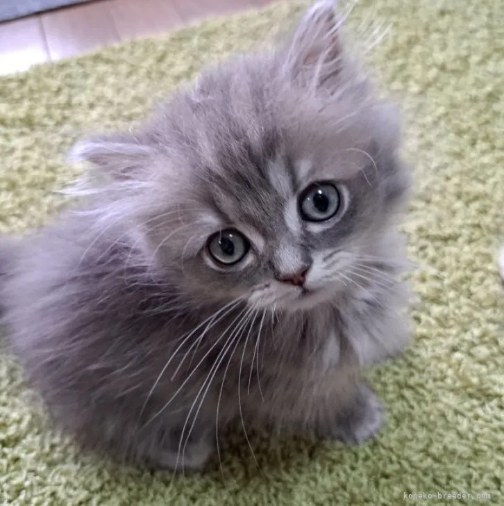 Y.K 様のお迎えした子猫