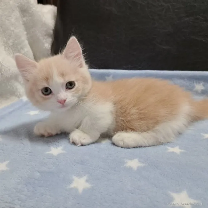 N.K 様のお迎えした子猫