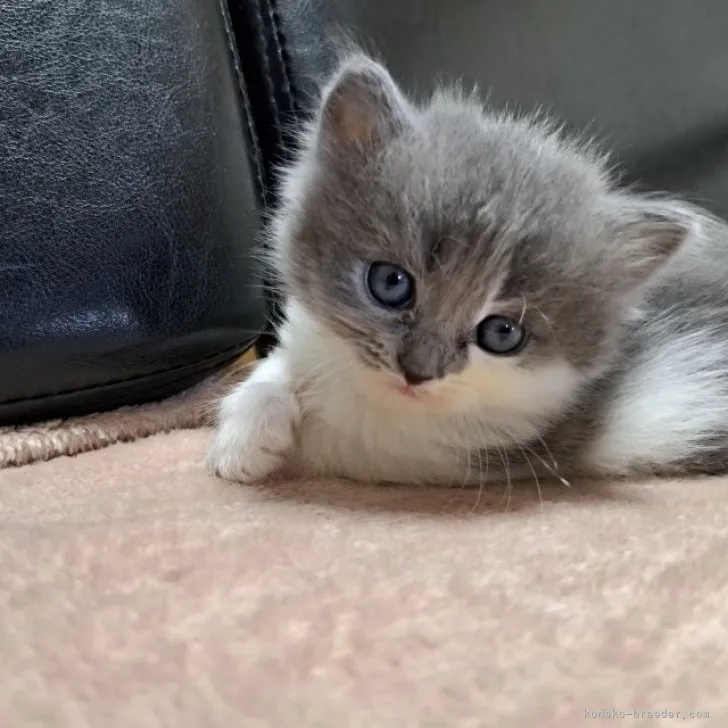 ID:2303-02882の子猫