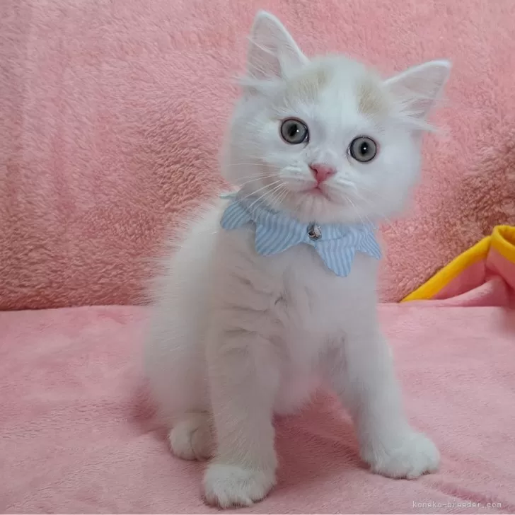 ID:2406-01273の子猫