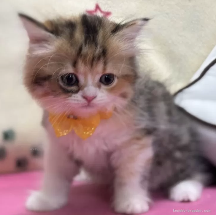 ID：2411-02366の子猫