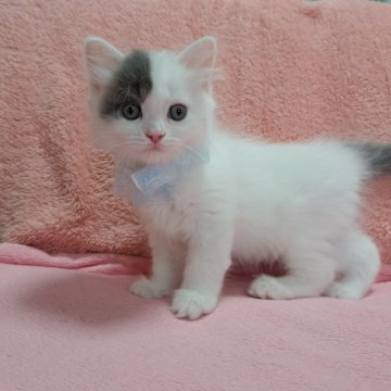 マンチカン(長足)【愛知県・男の子・2024年4月18日・ブルータビー&ホワイト】の写真「好奇心旺盛な男の子💕」