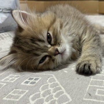 ミヌエット(長足)【愛知県・女の子・2024年7月19日・ブラウンパッチドタビー】の写真「元気いっぱいです💕」