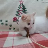 マンチカン(短足)【愛知県・男の子・2023年10月26日・レッドタビー&ホワイトバン】の写真4