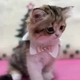 ミヌエット(長足)【愛知県・女の子・2024年10月25日・ブラウンパッチドタビー&ホワイト】の写真5