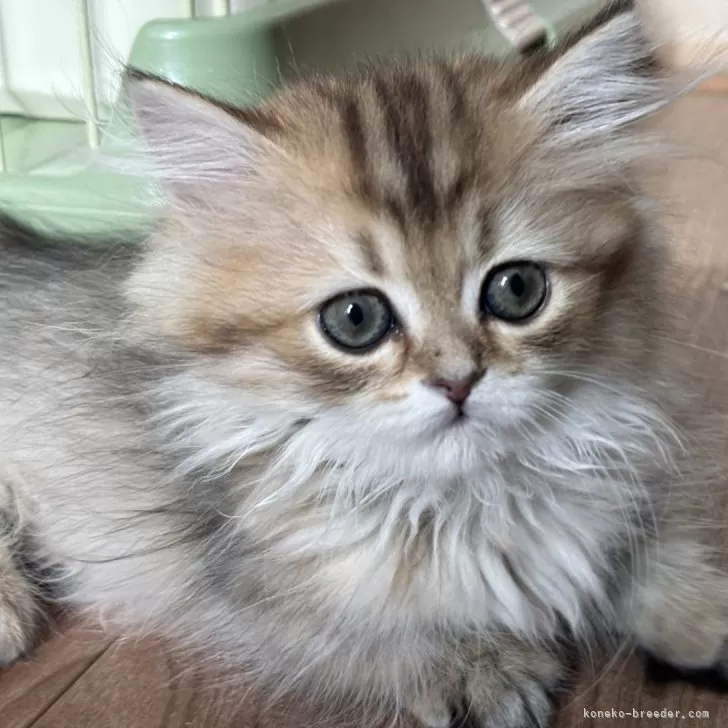 ID：2501-00044の子猫