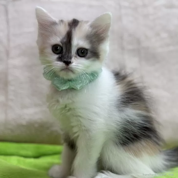 ID：2502-02468の子猫