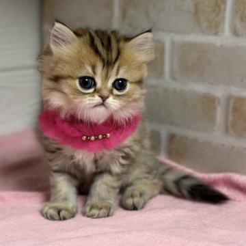 ミヌエット(長足)【愛知県・女の子・2025年9月21日・ブラウンタビー】の写真「薄めのブラウン可愛いお顔の女の子💕」