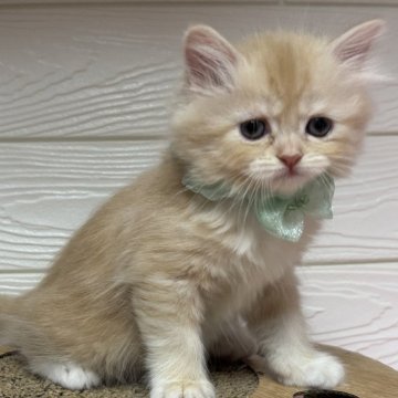 ミヌエット(長足)【愛知県・女の子・2025年10月30日・クリームタビー&ホワイト】の写真「可愛いお顔の女の子💕」