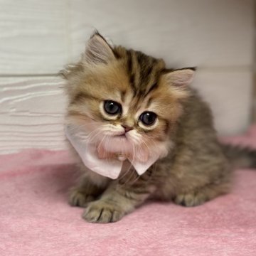 ミヌエット(長足)【愛知県・女の子・2025年9月21日・ブラウンタビー】の写真「薄めのブラウン可愛いお顔の女の子💕」