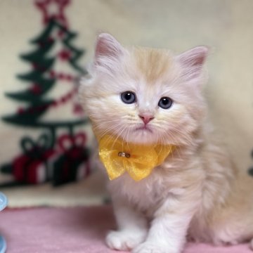 ミヌエット(長足)【愛知県・女の子・2025年10月30日・クリームタビー&ホワイト】の写真「優しいお顔の女の子💕」