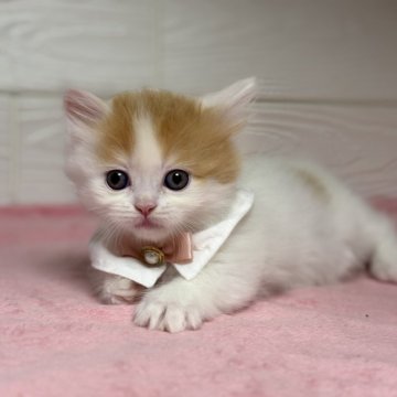 ミヌエット(短足)【愛知県・女の子・2025年9月21日・レッドタビー&ホワイト】の写真「ヨチヨチ歩きの短足ちゃん💕💕」