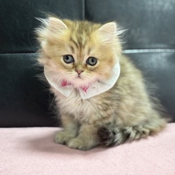 ミヌエット(長足)【愛知県・女の子・2025年4月15日・ブラウンタビー】の写真「凛々しいお顔の女の子💕」