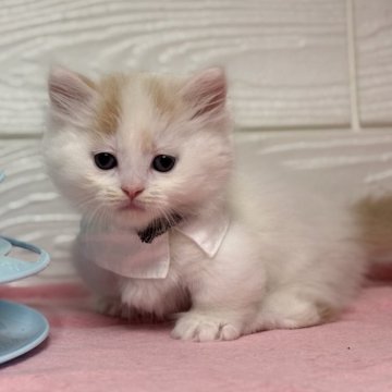 ミヌエット(短足)【愛知県・男の子・2025年9月21日・クリームタビー&ホワイト】の写真「甘えん坊ヨチヨチ歩きの短足君💕」