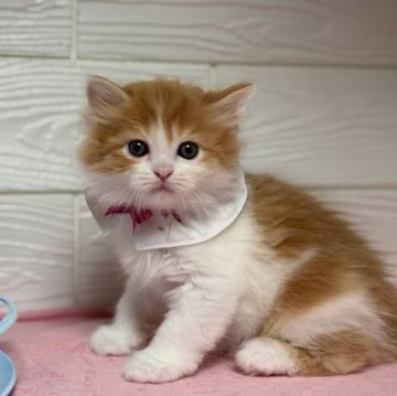 ミヌエット(長足)【愛知県・女の子・2025年9月21日・レッドタビー&ホワイト】の写真「優しいお顔の女の子💕」