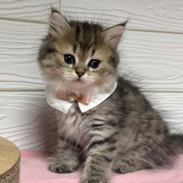 ミヌエット(長足)【愛知県・女の子・2025年10月22日・ブラウンタビー】の写真「可愛いお顔の女の子💕」