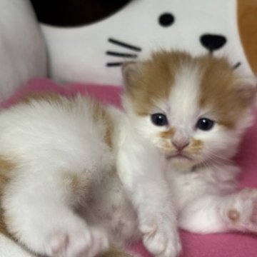 ミヌエット(長足)【愛知県・男の子・2025年10月22日・レッドタビー&ホワイト】の写真「可愛いお顔の男の子💕」