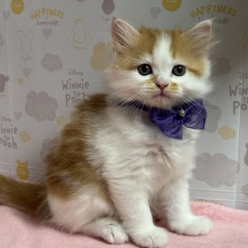 ミヌエット(長足)【愛知県・男の子・2025年10月30日・レッドタビー&ホワイト】の写真「可愛いお顔の男の子💕」