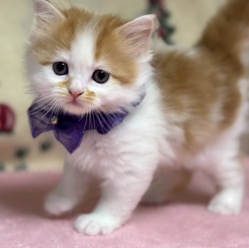 ミヌエット(長足)【愛知県・男の子・2025年10月30日・レッドタビー&ホワイト】の写真「可愛いお顔の男の子💕」