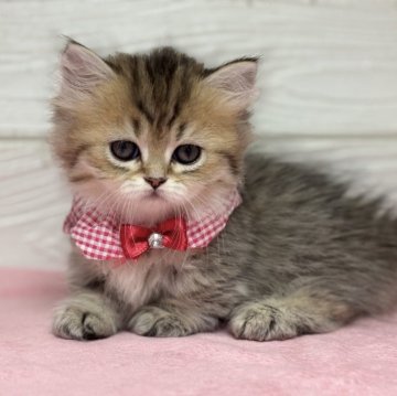 ミヌエット(短足)【愛知県・女の子・2025年9月21日・ブラウンタビー】の写真「ヨチヨチ歩き短足女の子💕」