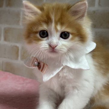 ミヌエット(長足)【愛知県・女の子・2025年9月21日・レッドタビー&ホワイト】の写真「優しいお顔の女の子💕」