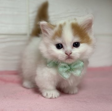 ミヌエット(短足)【愛知県・男の子・2025年9月21日・レッドタビー&ホワイト】の写真「甘えん坊の短足君💕」