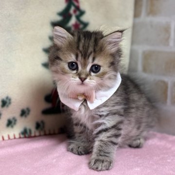 ミヌエット(長足)【愛知県・女の子・2025年10月22日・ブラウンタビー】の写真「可愛いお顔の女の子💕」