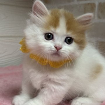 ミヌエット(短足)【愛知県・女の子・2025年9月21日・レッドタビー&ホワイト】の写真「ヨチヨチ歩きの短足ちゃん💕💕」