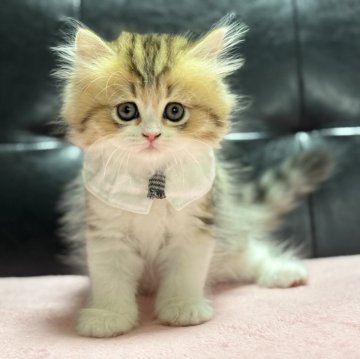 ミヌエット(長足)【愛知県・男の子・2025年4月15日・ブラウンタビー&ホワイト】の写真「目がクリクリ丸顔ちゃん💕」