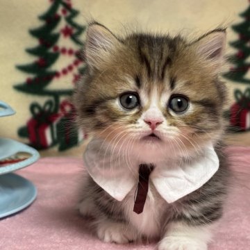 ミヌエット(短足)【愛知県・男の子・2025年10月22日・ブラウンタビー&ホワイト】の写真「短足白足袋ちゃんが可愛い男の子💕」