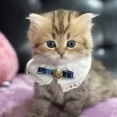 ミヌエット(長足)