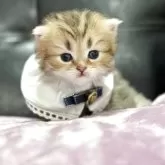 ミヌエット(長足)