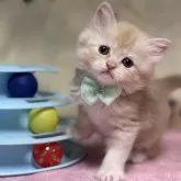 ミヌエット(長足)